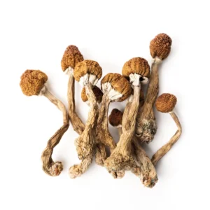 Magic Mushrooms